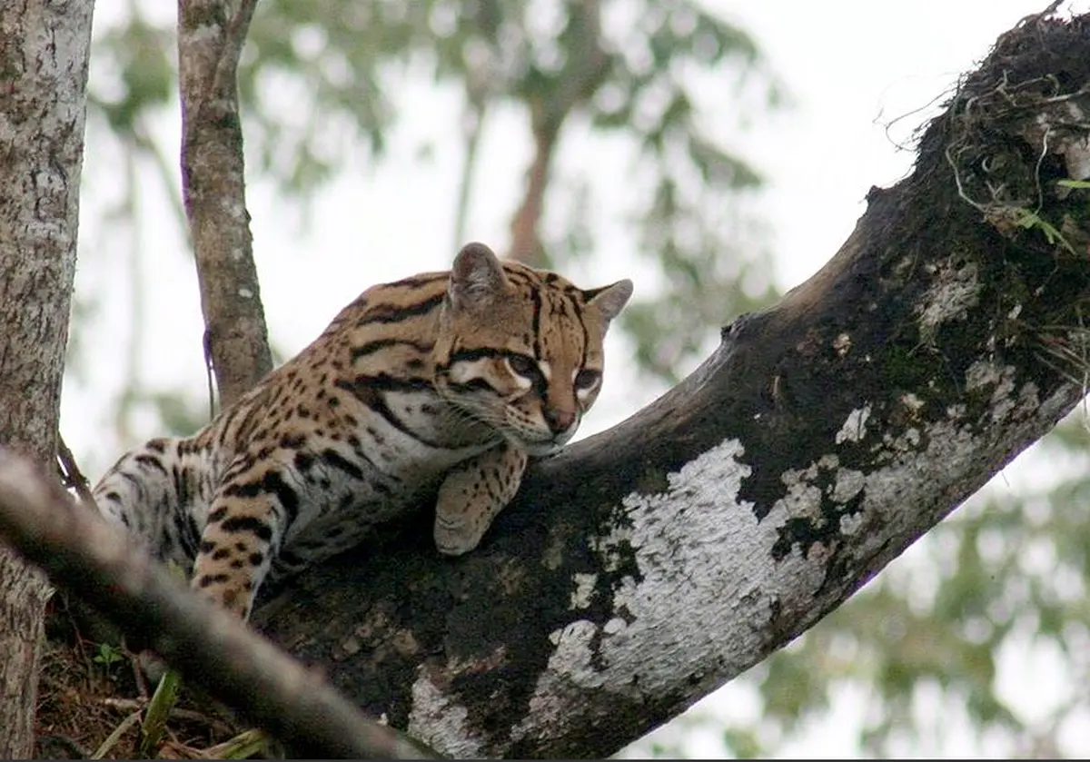Wildcat