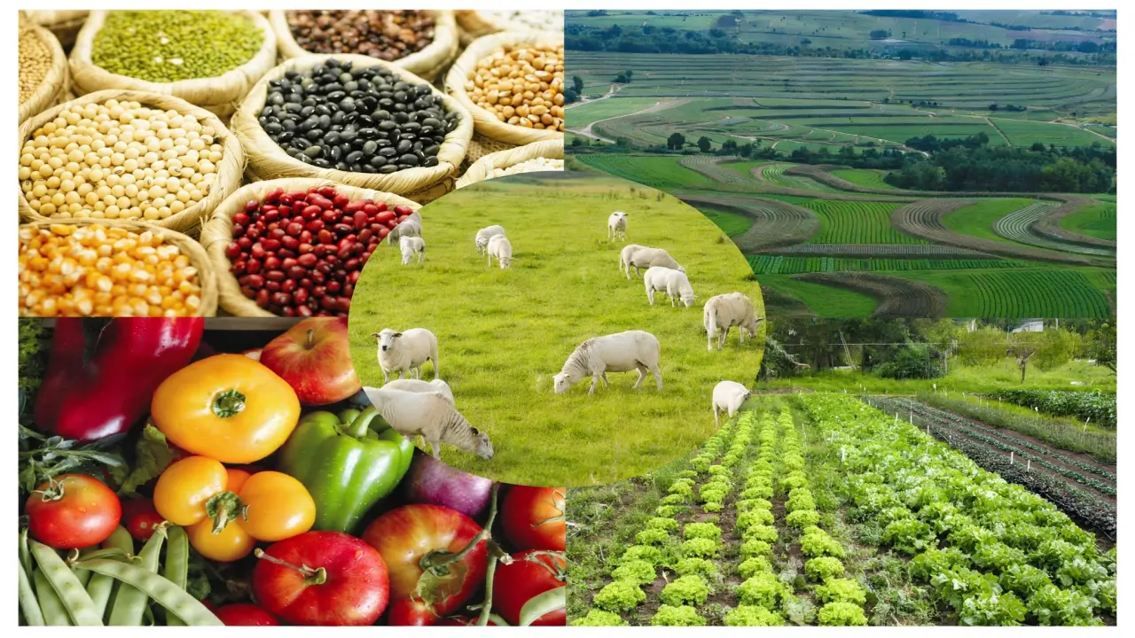 Self-Sustaining Agroindustry in the Northeast Hinterland