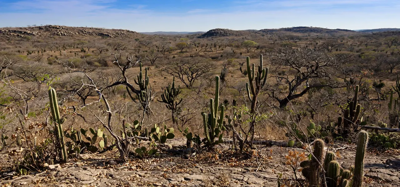 Caatinga Under Preservation - Oasis no Sertao