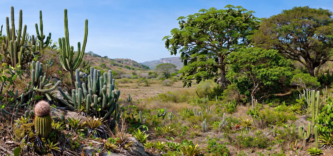 Typical Flora of the Sertao